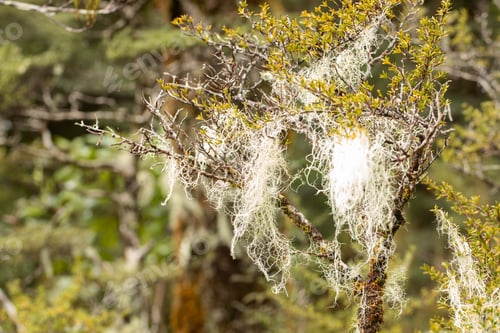 Preview: Usnea lichen hanging from native shrub in New Zealand forest