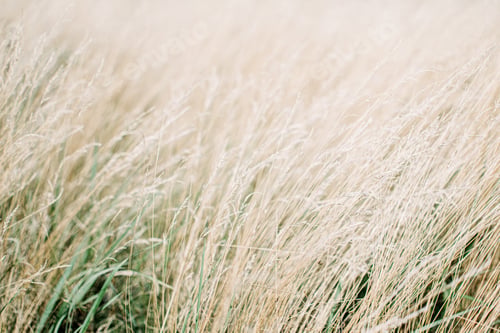 Preview: Dried panicle grass texture background. Soft beige dried meadow grass. Abstract natural minimal