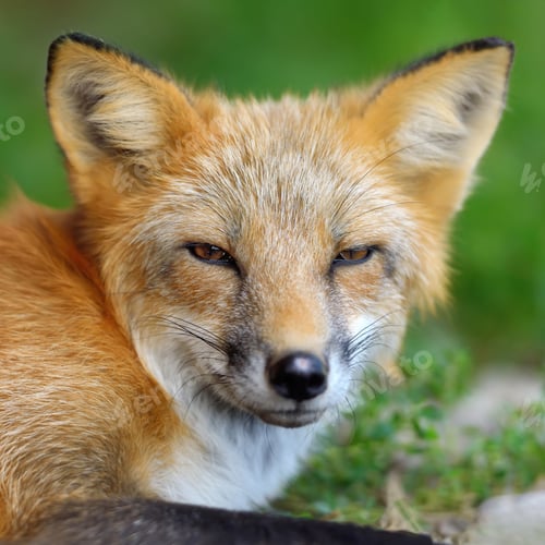 Preview: Portrait red fox in nature