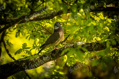 Preview: Pigeon perched atop a lone branch of a tree in a lush green forest.