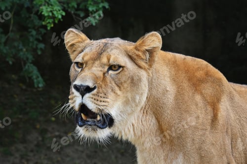 Preview: Close up portrait of female lioness roaring