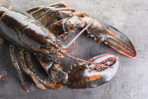 Preview: Raw lobster on grey textured table with water drops, top view