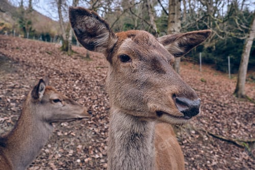 Preview: Deer in autumn forest