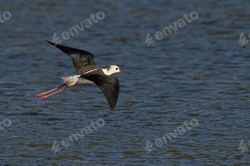 Preview: Image of a Black-Winged Stilt in mid-flight, wings extended