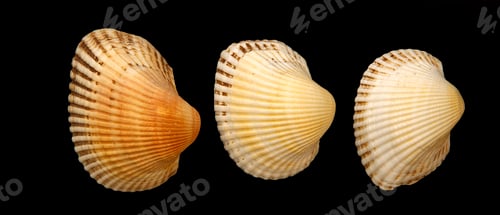 Preview: Sea clam shells