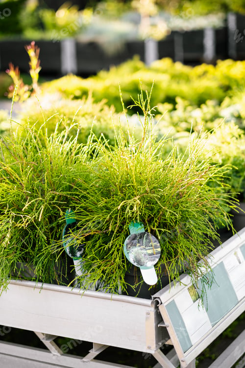 Preview: tuja plants in gargen center in summer