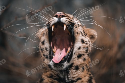 Preview: a leopard with its mouth open, its mouth wide open