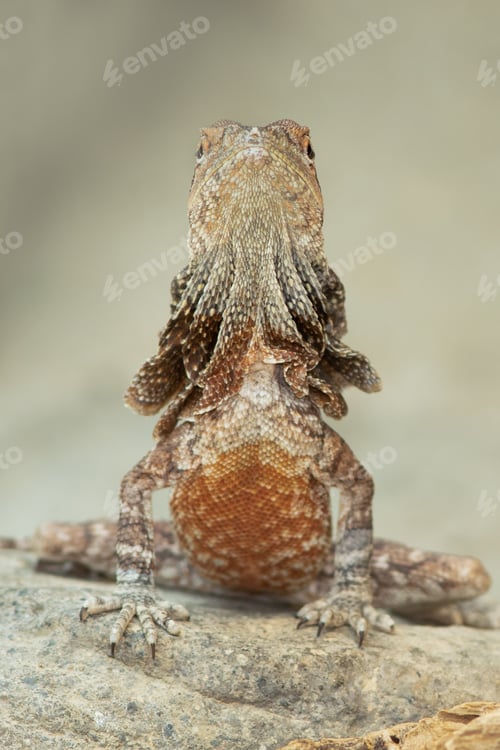 Preview: Frilled Dragon