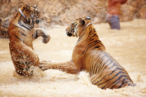 Preview: Two tigers playfully fighting in the water