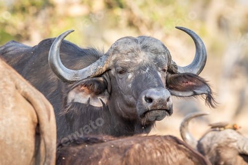 Preview: Close up of a African Buffalo starring.