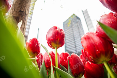 Preview: Red tulips with raindrops on blur city background, spring day after the rain