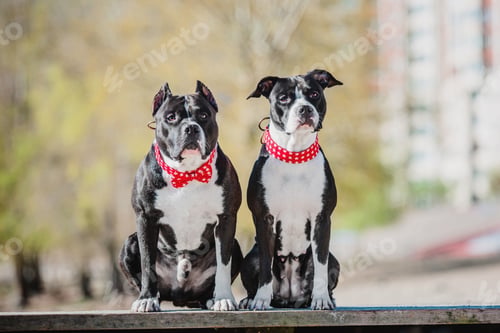 Preview: American Staffordshire terrier dog