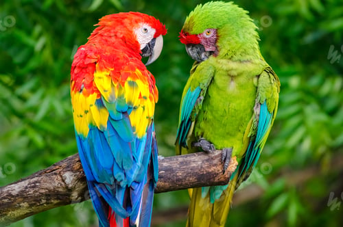 Preview: Scarlet and Military Macaws (Ara militaris and Ara Macao). Pair of macaws perched on the dry trunk