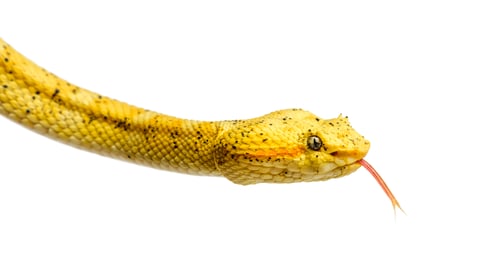 Preview: The eyelash viper, is a venomous pit viper looking at camera against white background