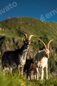 Preview: Ibex watches sunset over alpine ridges in the Dolomites mountains