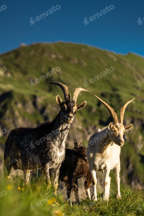 Preview: Ibex watches sunset over alpine ridges in the Dolomites mountains