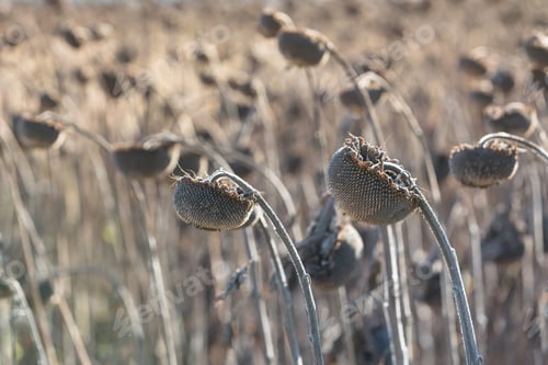 Preview: Autumn sunflower before harvest in sunny day. Ripe dry full sunflowers closeup