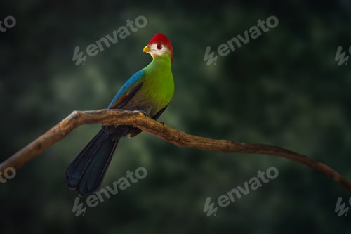 Preview: Red-crested Turaco (Tauraco erythrolophus) bird
