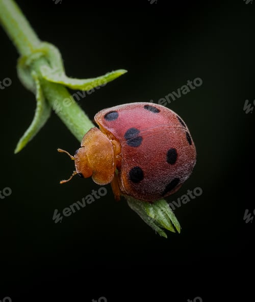 Preview: lady bugs