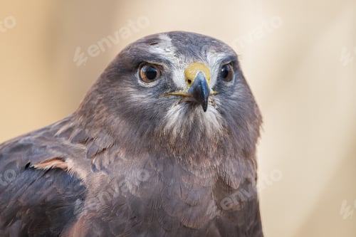 Preview: Swainson's Hawk