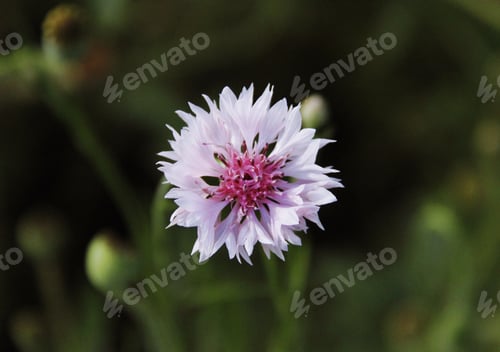 Preview: Macro photography of a pink cornflower at garden