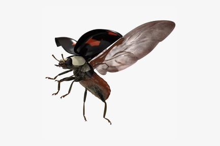 Preview: Spectabilis Asian Black Ladybug Harmonia Axyridis