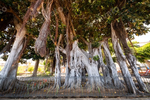 Preview: Icod de Los Vinos , Tenerife, islas Canarias, gran rbol de ficus en el Jard n bot nico