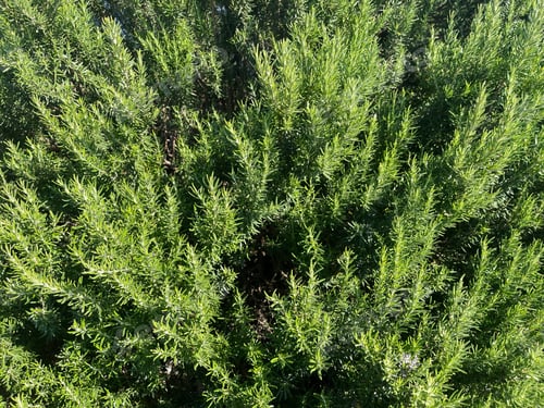 Preview: Greek rosemary herb