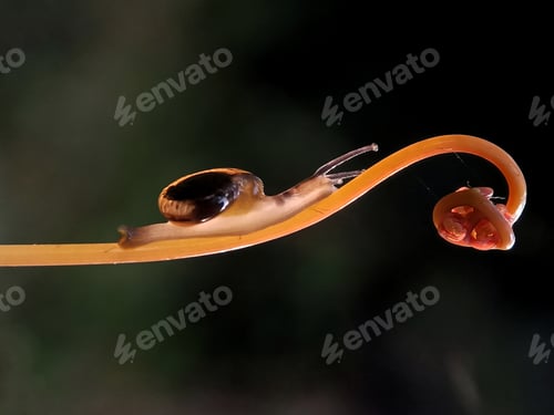 Preview: Snail