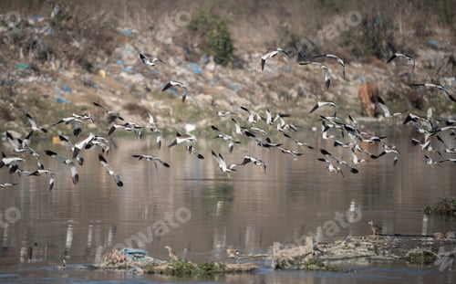 Preview: Group of birds soaring above a serene forest river.