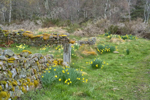 Preview: Scotland Landscape in early spring