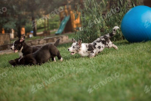 Preview: Welsh Corgi Cardigan cute fluffy dog puppy.