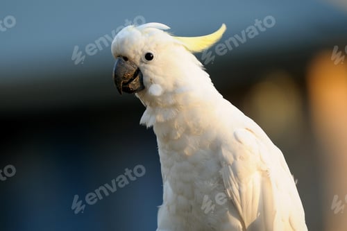 Preview: bird, cockatoo, pet, parrotsss