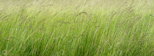 Preview: Tall green grass background on the meadow. Selective focus