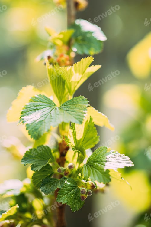 Preview: Young Spring Green Leaf Leaves And Unblown Buds Of Blackcurrant, Ribes nigrum, black currant, cassis