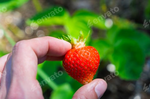 Preview: A ripe and juicy strawberry berry on a bed in your garden. Eco-friendly berry grown by a farmer in t