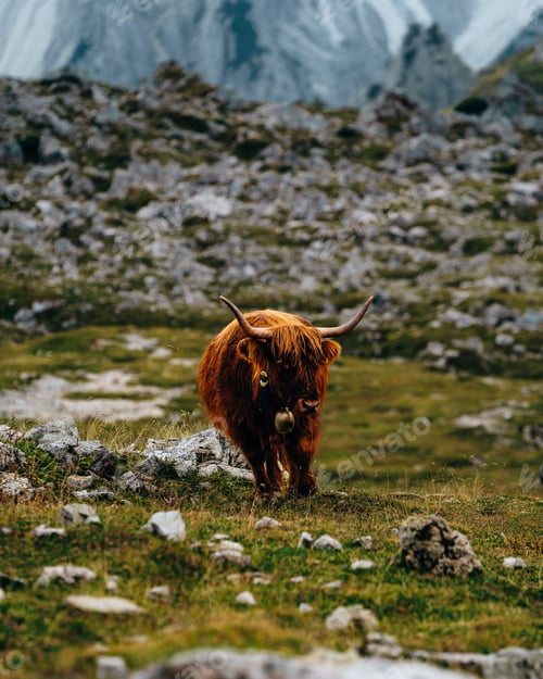 Preview: Cow in the Dolomite Mountains