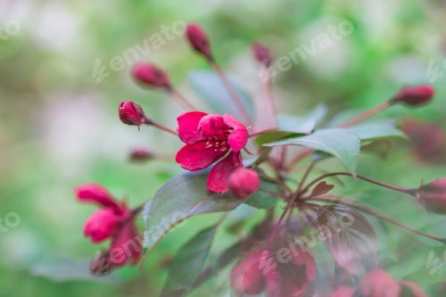 Preview: Close up on blossom red apple tree flowers in in springtime. Spring season concept.