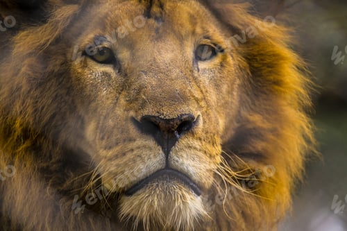Preview: Closeup shot of a male lion in an animal orphanage in Kenya