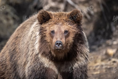 Preview: Portrait brown bear in the forest up close. Wild animal in the natural habitat