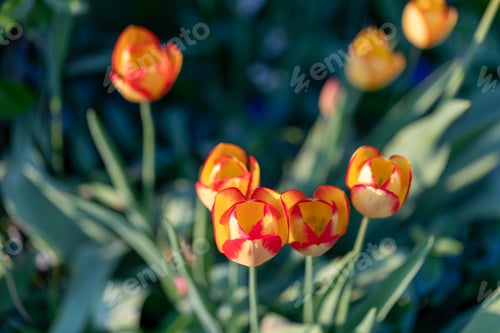 Preview: Tulips