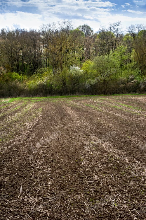 Preview: spring landscape with flowering trees near forest and farmland at springtime