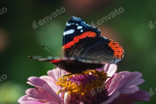 Vorschau: Vanessa Atalanta Schmetterling auf rosa Blume im Sommergarten