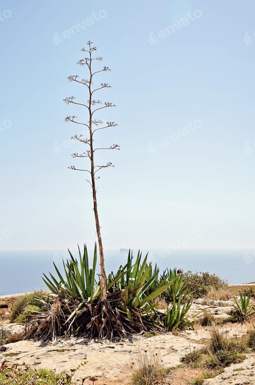 Preview: Typical for sunny Malta landscape. Flora of Malta. View of one blooming agave plant