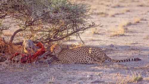 Preview: Cheetah Kill in Etosha