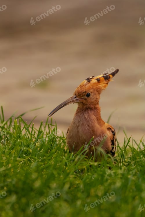 Preview: Hoopoe in a green grassy field