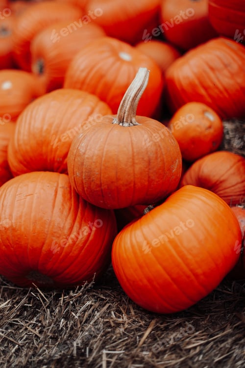 Preview: Pumpkins for sale at an outdoor market in autumn season