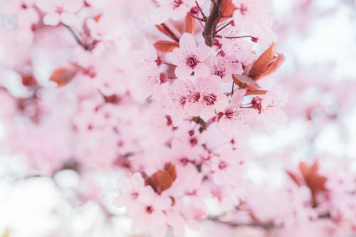 Preview: pink cherry blossom in spring