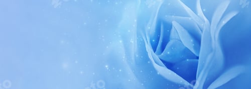Preview: Romantic fragile soft rose petals on blurred background, macro with soft blur effect.