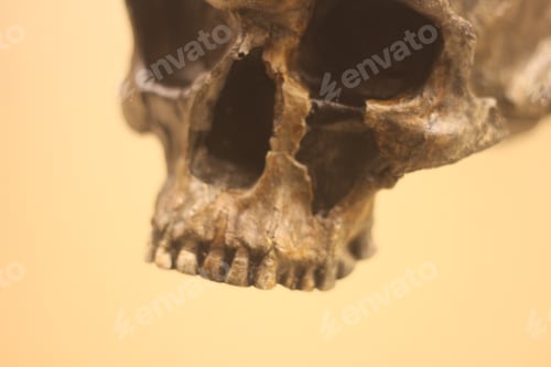 Preview: Skull